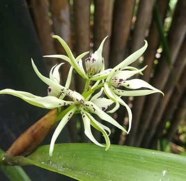 mindo-naturaleza-bicok-hospedaje