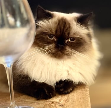 Luda Cat - Wine selections