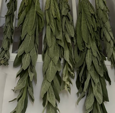 plant leaves hanging to dry