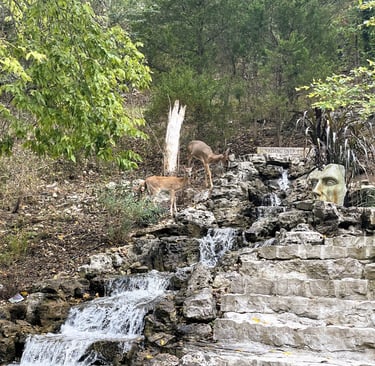 Deer drinking from waterfall in downtown Eureka Springs, Arkansas