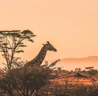 giraffe in Africa