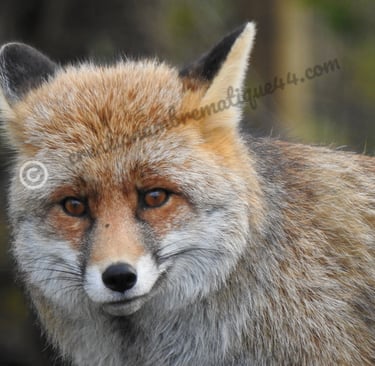 Portrait rapproché d'un renard roux sauvage aux oreilles dressées et aux yeux orange perçants