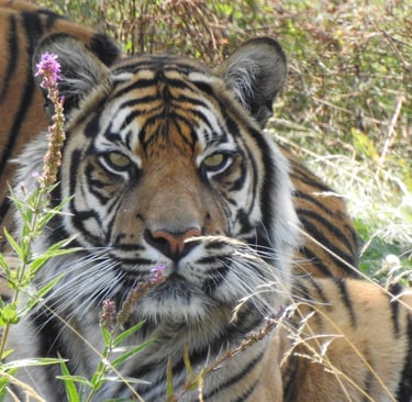 Un majestueux tigre de Sumatra se reposant dans les hautes herbes derrière des fleurs sauvages