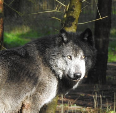 Un loup gris sauvage au pelage épais noir et argenté se tient dans une forêt ensoleillée