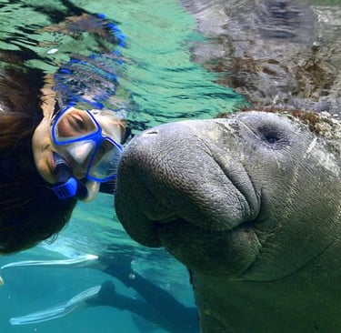 snorkeling with the Florida manatees