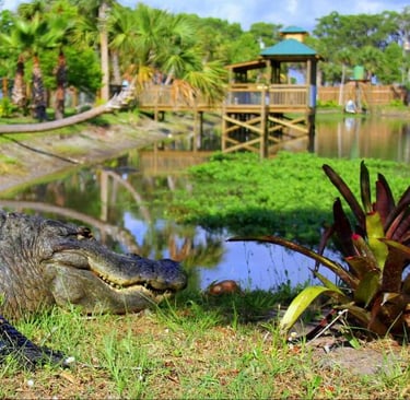 Gator Park Orlando Florida