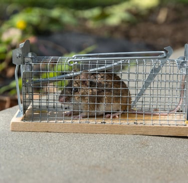 Mulot emprisonné dans une nasse
