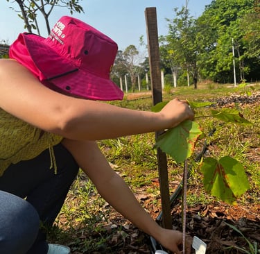 muda de pau de balsa sendo plantada
