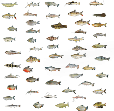 várias espécies de peixes