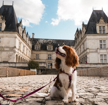chien dans la Loire