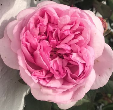 rose rose rosati