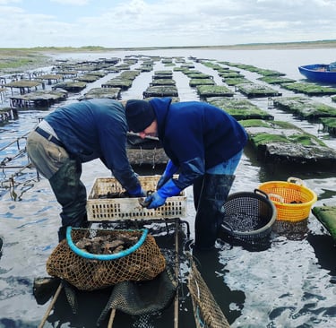 Ben and Cyril picking the best oysters for a Norfolk wedding