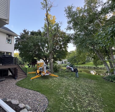 tree-removal-near-home.jpg