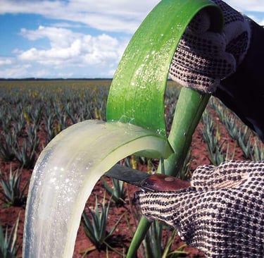 Forever living products aloe vera