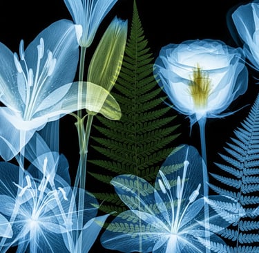 stunning x ray floral art
