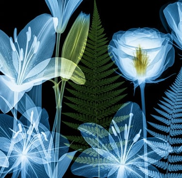 image of x ray floral art