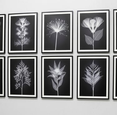 x ray art framed on wall