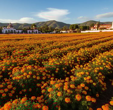 a field of mexican marigold flowers in a field with mountains in the background