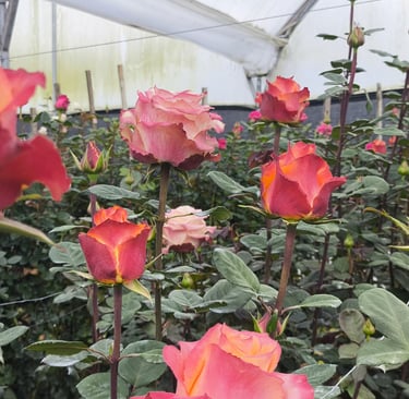 Stronger stems due to high-altitude conditions