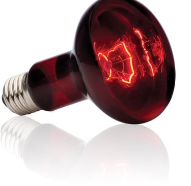 R80 Reptile light warm bulb heat bulb