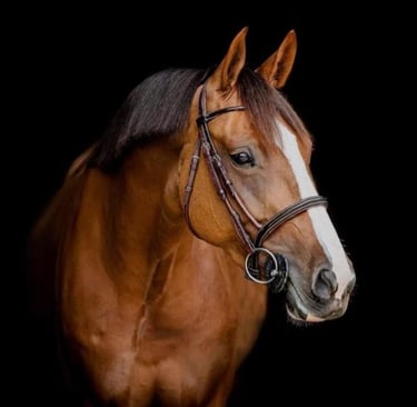 Chestnut Horse