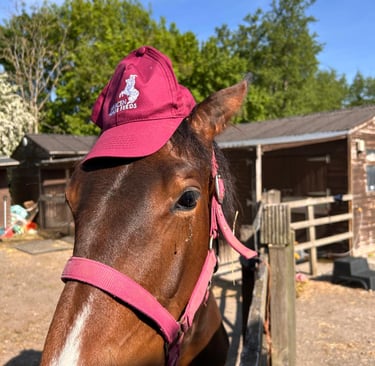Bay Horse with saracen hat on