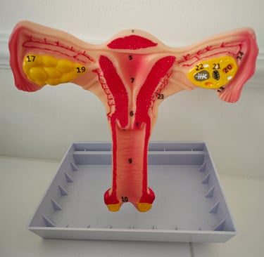 L'appareil génitale féminin-coupe frontale