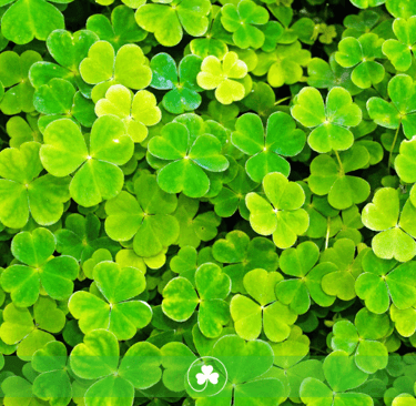 imagen con representación de multitud de tréboles