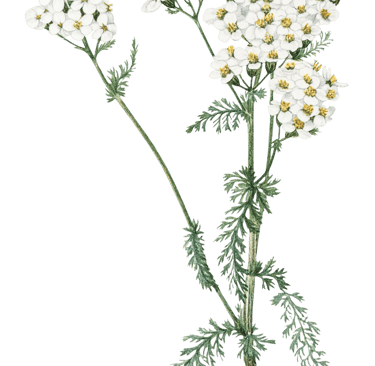 Plante médicinale à fleurs blanches pour extraction botanique d'huiles végétales naturelles