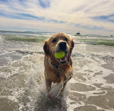 a dog is running through the water with a tennis ball in it