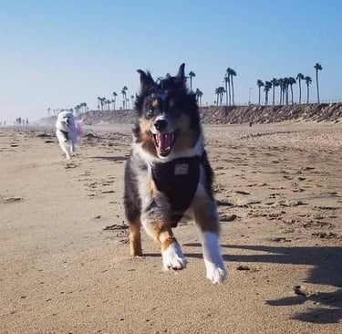 a dog is running on the beach