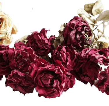 Flower preserving resin 