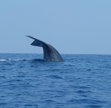 Sri Lanka Blue whale