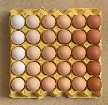 Poultry Egg cold room and cold storage