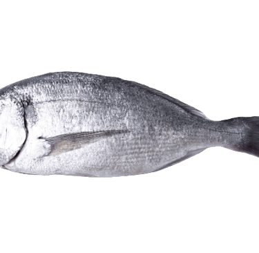 cold storage for fish