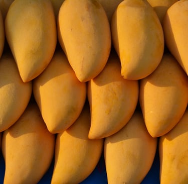 mango ripening room