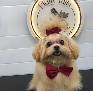 smoothly groomed dog wearing a bow tie and a red bow tie