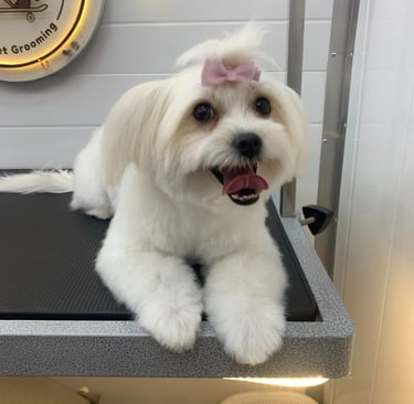 perfectly groomed white dog with a pink bow on it's head