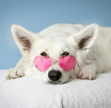 Dog Grooming services Qatar
