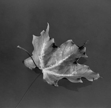 b&w of maple leaf on still water
