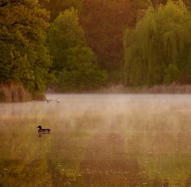a duck in the water with a duck in the background