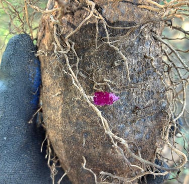 A hand in a gardening glove holds a freshly harvested purple yam root with visible dirt and thin roots.