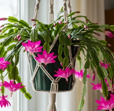 Un Cactus de Navidad (Schlumbergera) colgado en una maceta, lleno de flores rosas