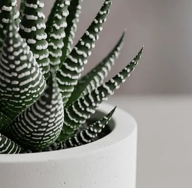 Haworthia con su particular diseño de hojas en una maceta blanca