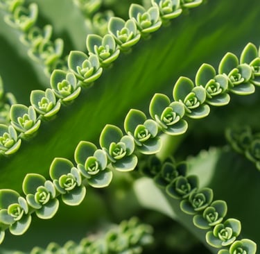 Primer plano de una Kalanchoe Madre de Miles mostrando sus hijuelos.