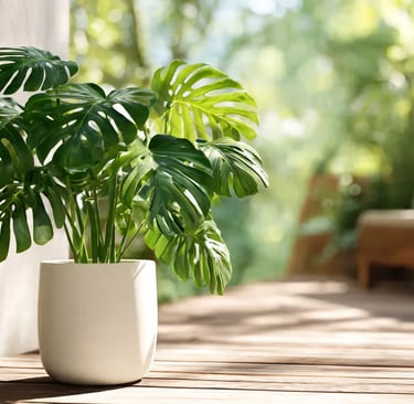 Aclimatando una planta de interior en la terraza durante la primavera