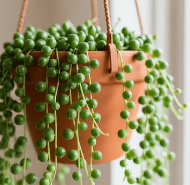 Planta Rosario con sus tallos colgando de una maceta, mostrando sus hojas redondas