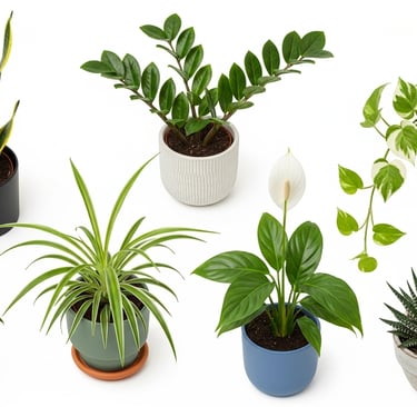 Las 10 plantas más resistentes y fáciles de cuidar