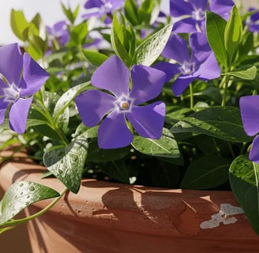 Vinca en flor luciendo sus clásicos colores de flor morada