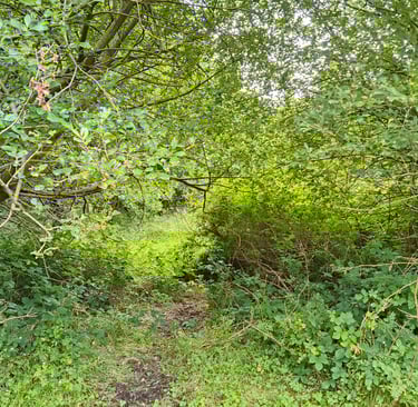 Dog walking pet friendly path